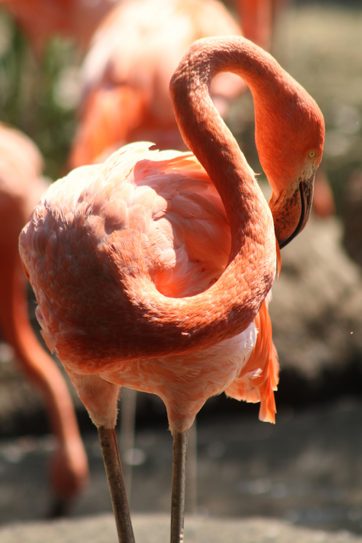 Flamingo