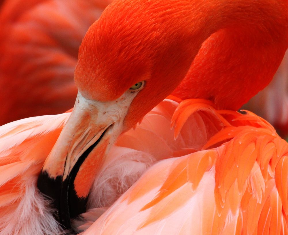 Flamingo von H.Schliske