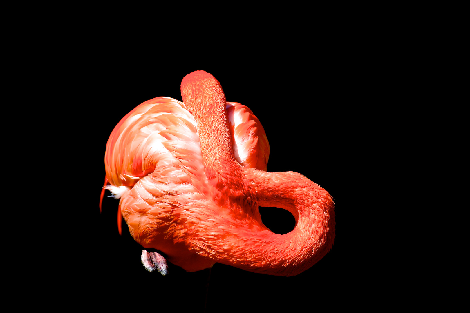 Flamingo 2