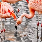- Flamingo 2 -