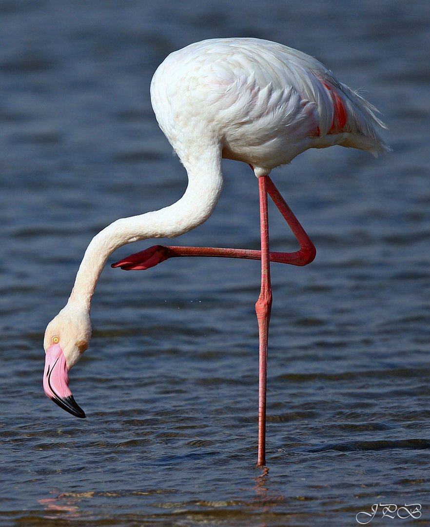 Flamingo 2