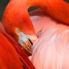 Flamingo 2