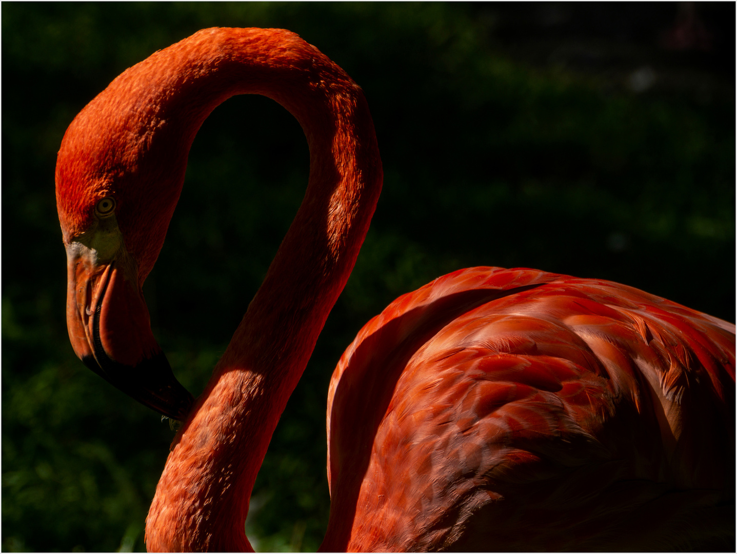 Flamingo, 2
