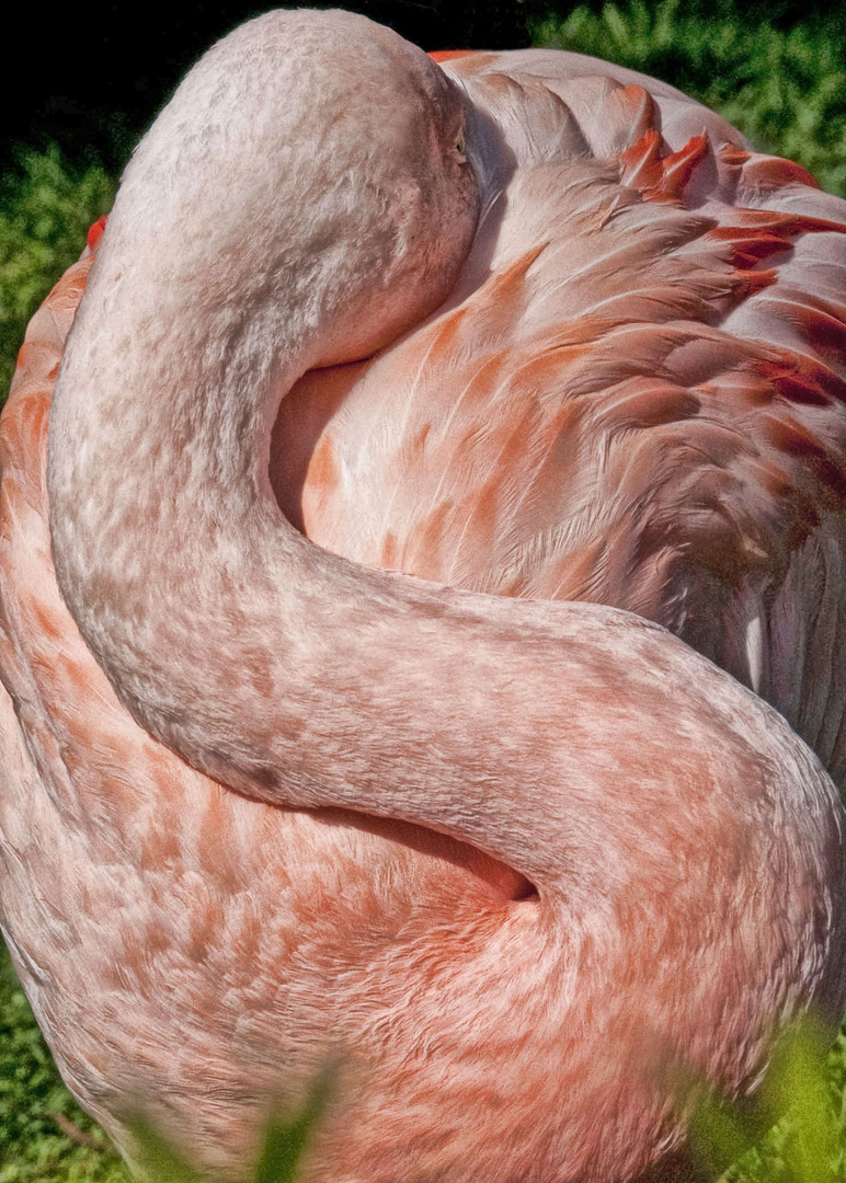 Flamingo 2