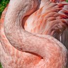 Flamingo 2