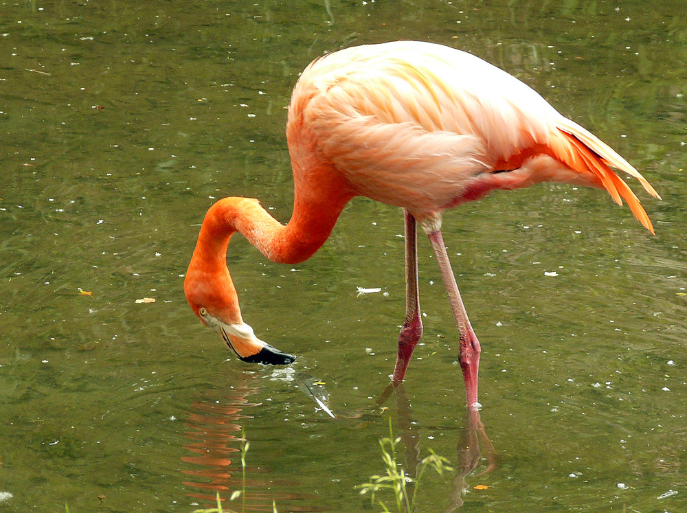 Flamingo 2