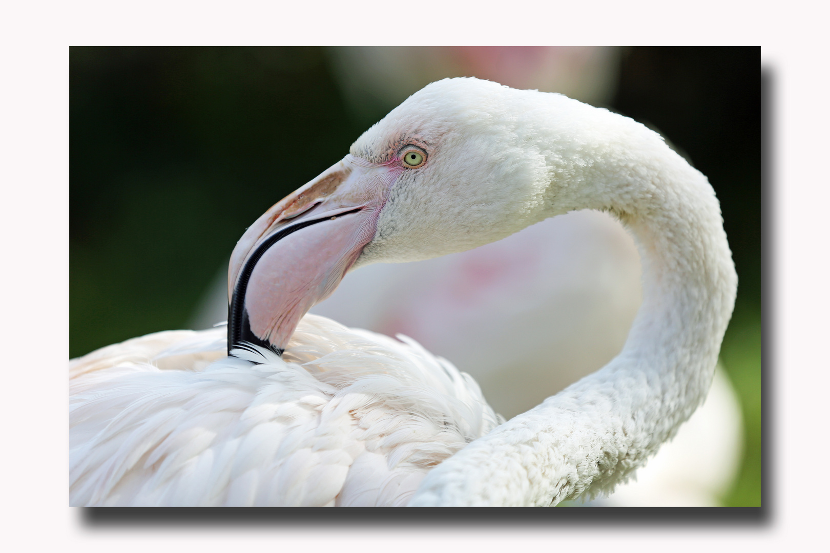 Flamingo -2-