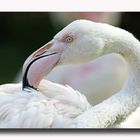 Flamingo -2-
