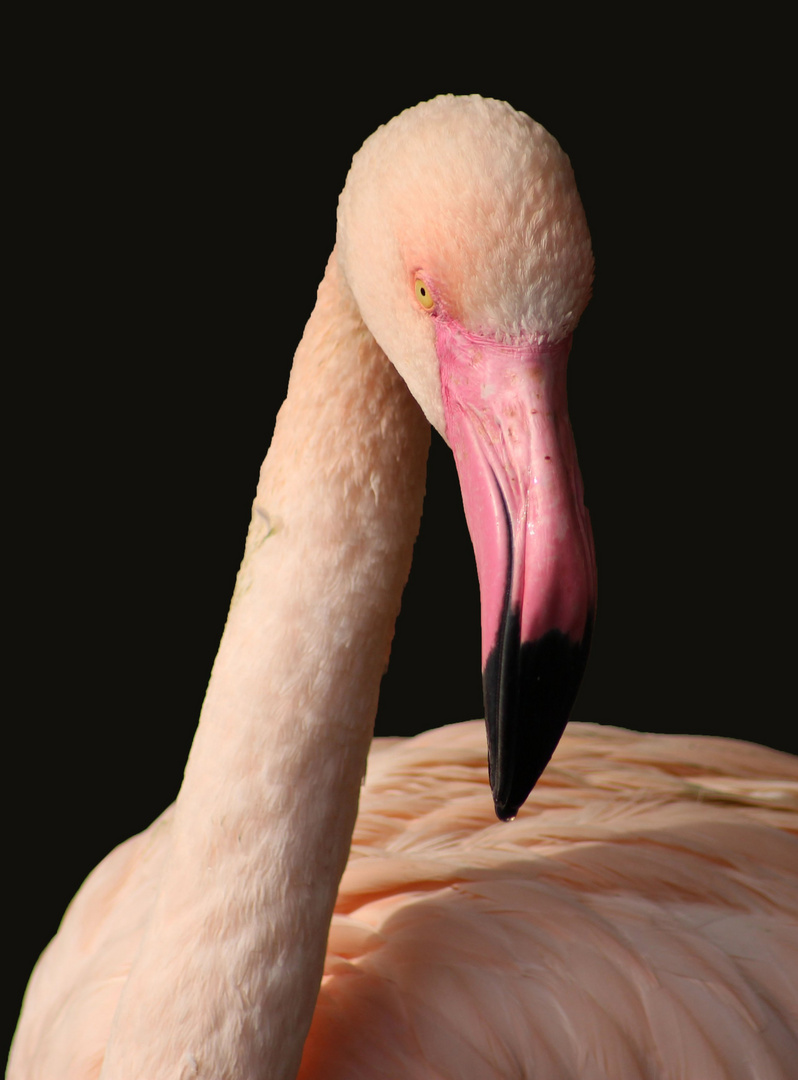 Flamingo 2