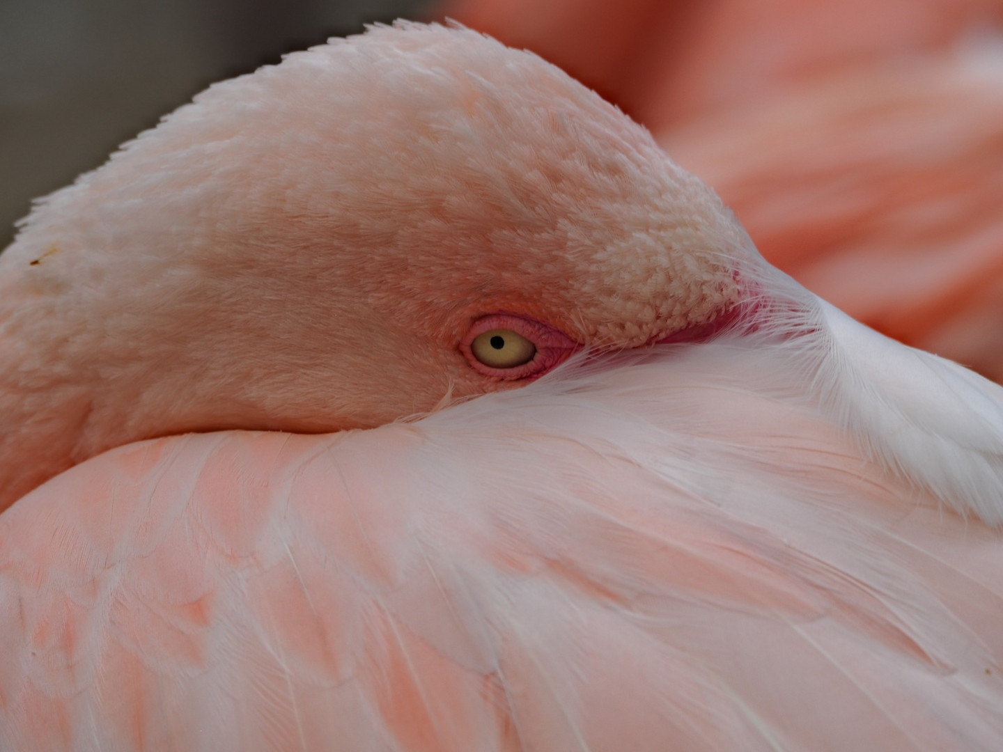  Flamingo 2