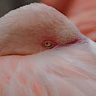  Flamingo 2