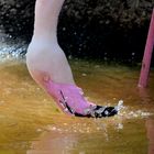 Flamingo 2 - Wien