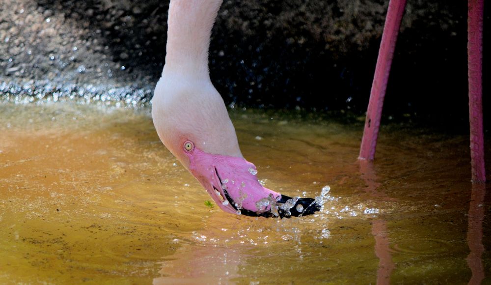 Flamingo 2 - Wien
