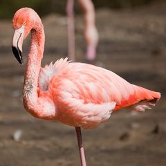 Flamingo 2010 #1