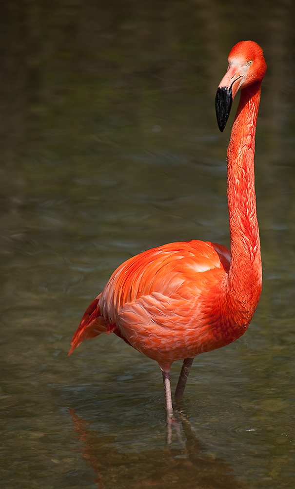 Flamingo 2010 #2