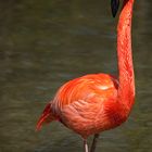 Flamingo 2010 #2