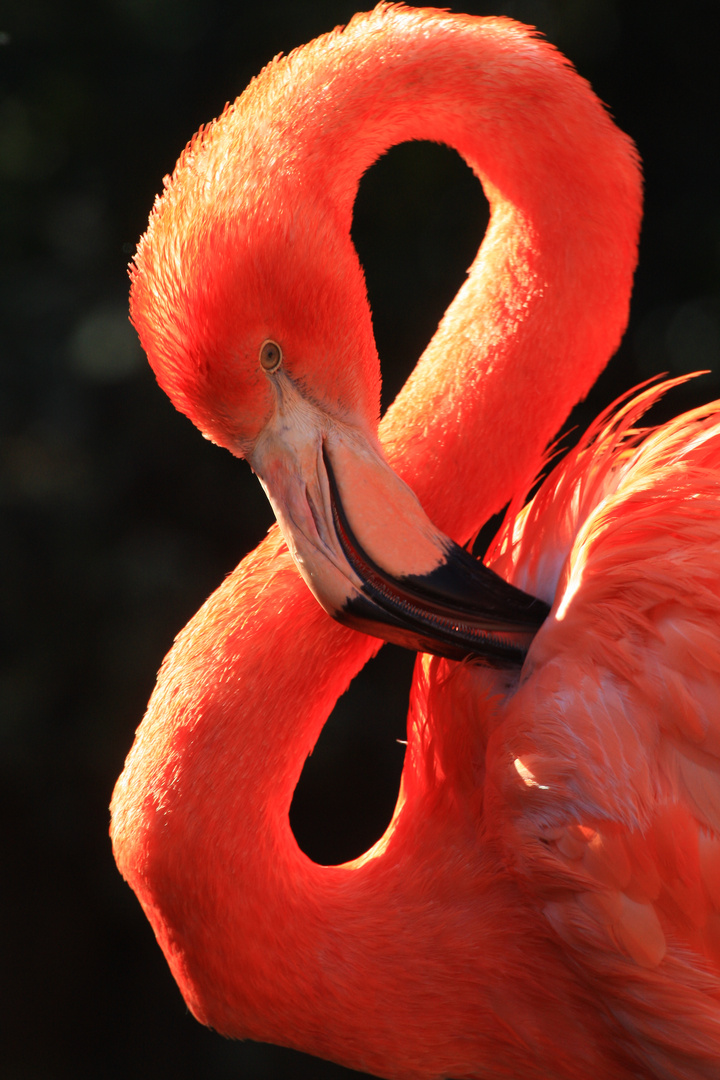 Flamingo 2011 - 19