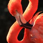 Flamingo 2011 - 19