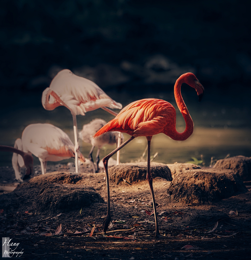  Flamingo