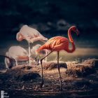  Flamingo