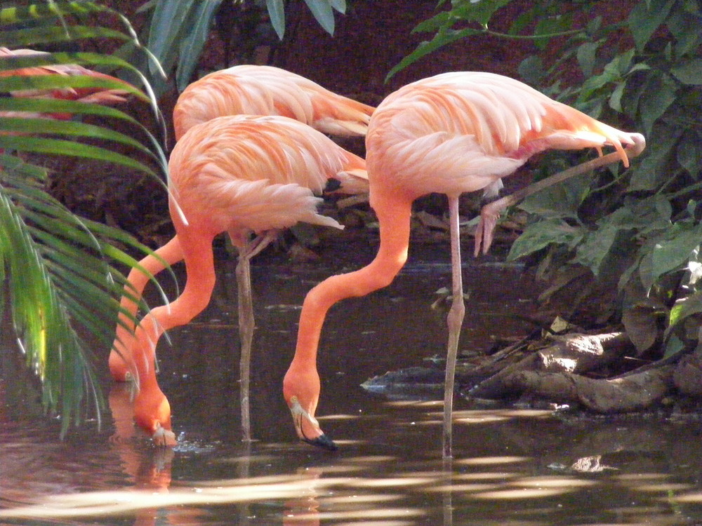 Flamingo