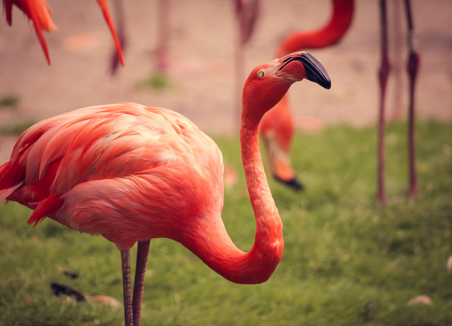 Flamingo