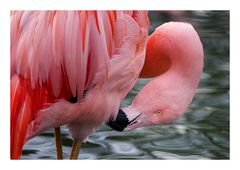 Flamingo..