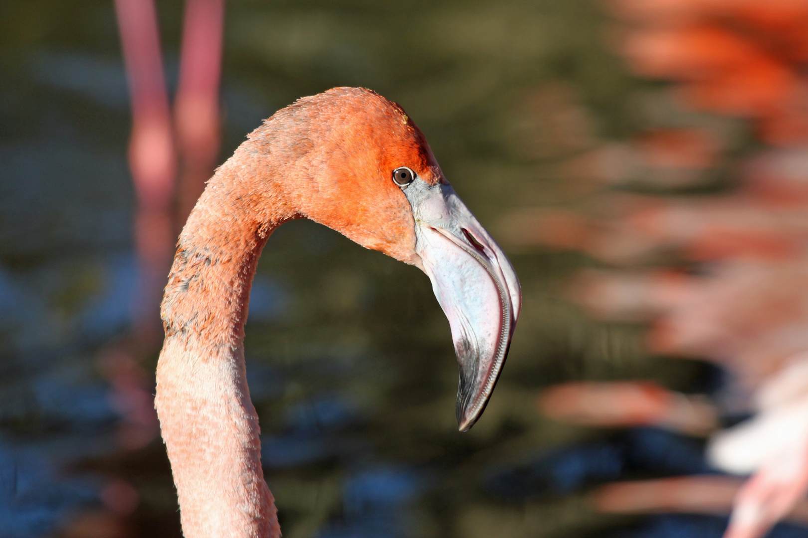 Flamingo