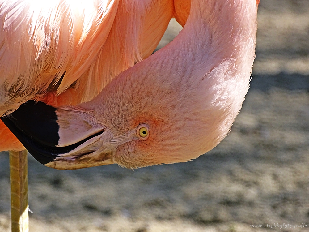 Flamingo