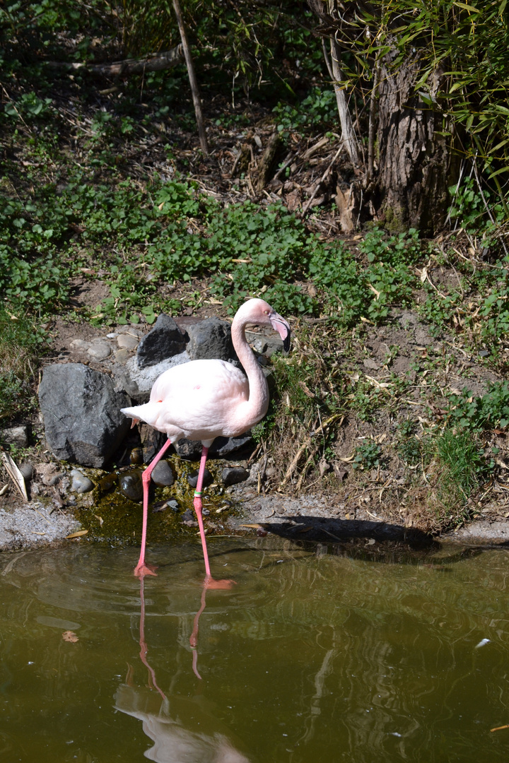 Flamingo