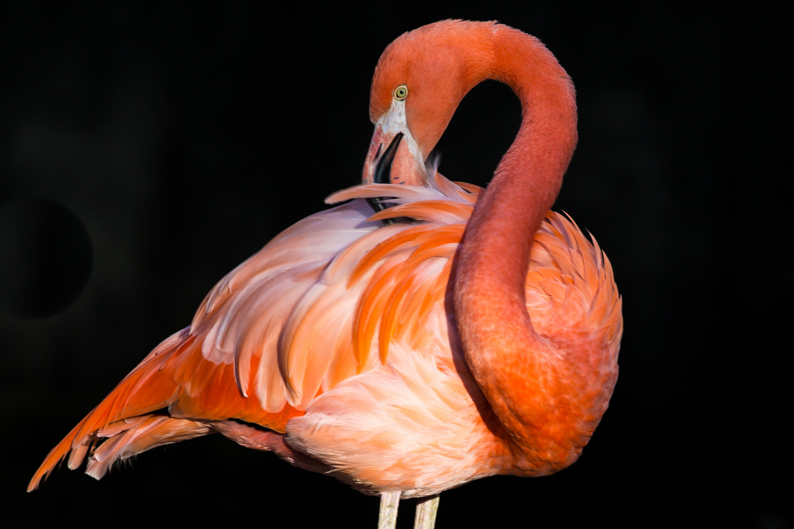 Flamingo