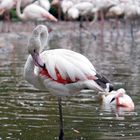 Flamingo