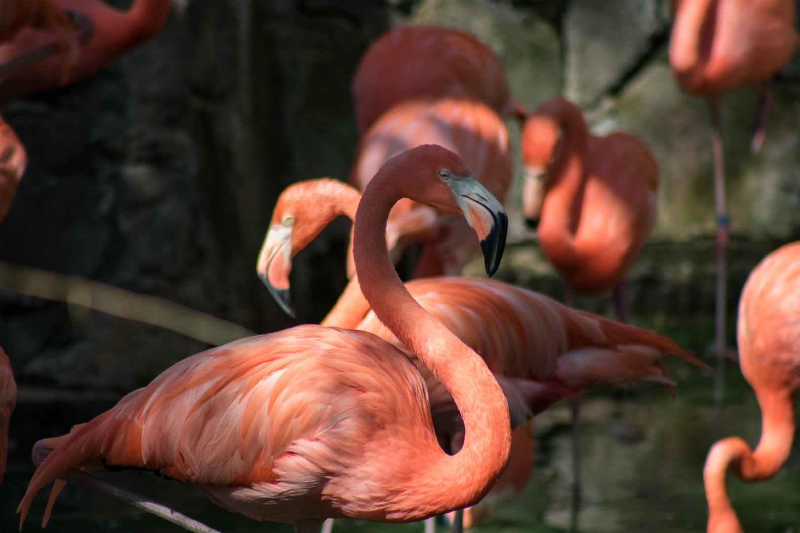 Flamingo