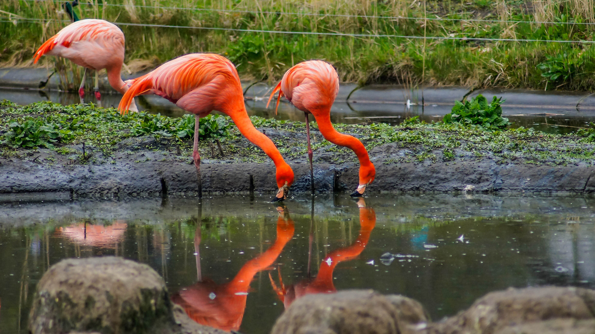 Flamingo