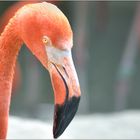 ... Flamingo ...