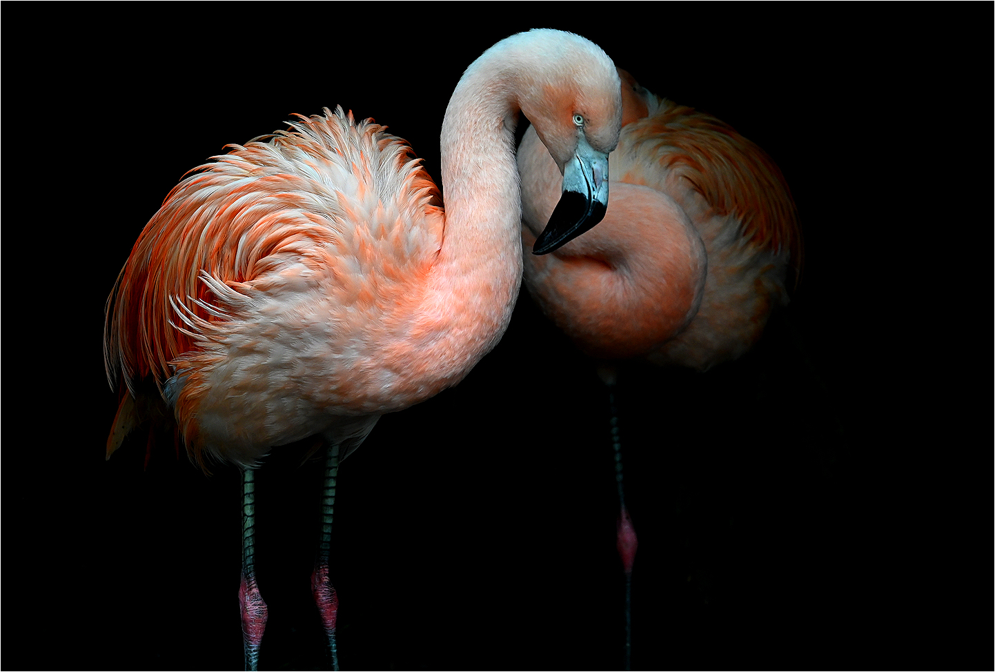 Flamingo