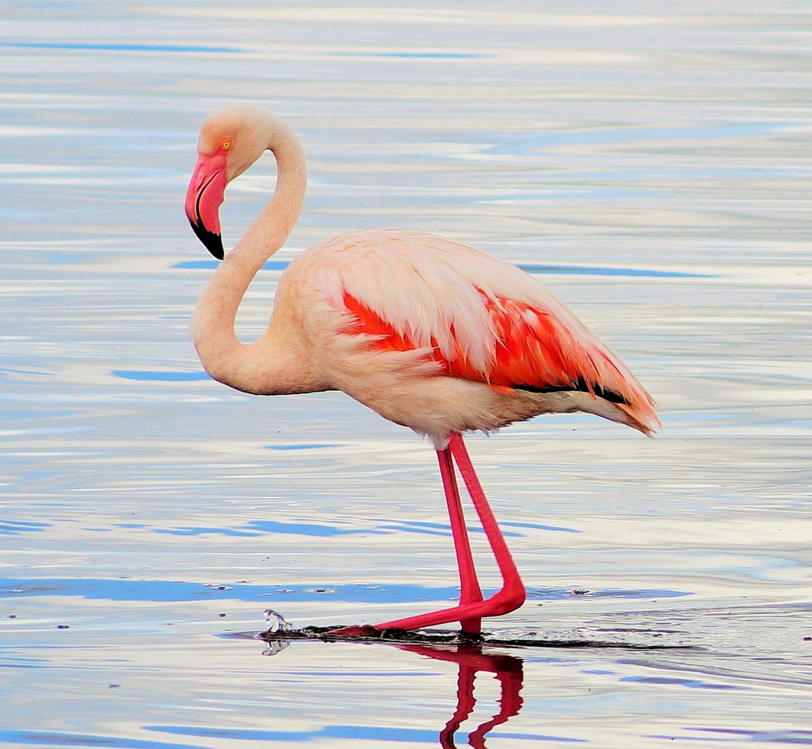 Flamingo