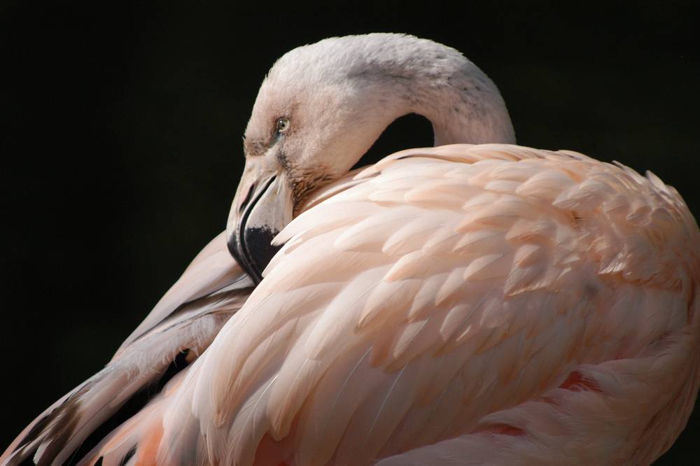 Flamingo 3