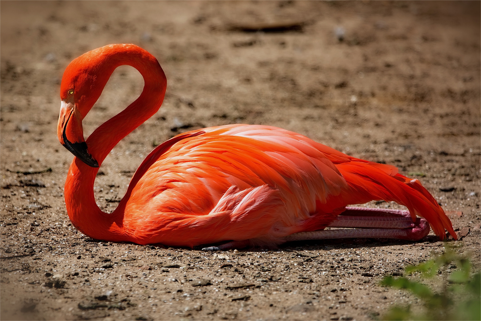 Flamingo 3