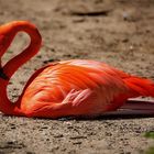 Flamingo 3