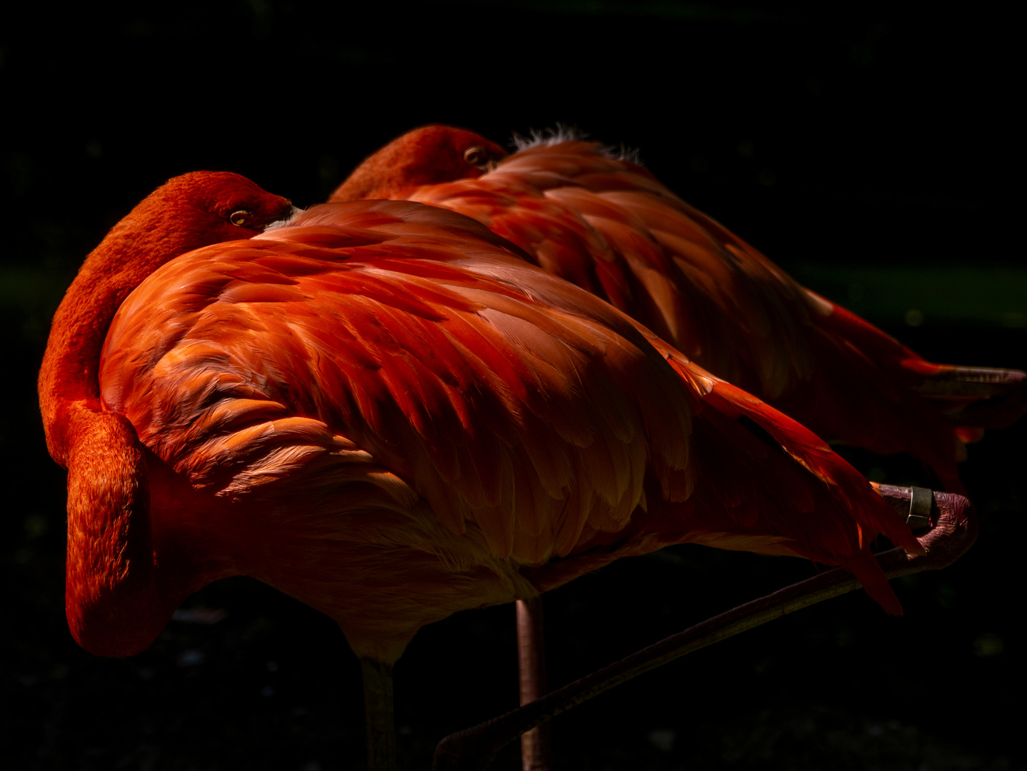 Flamingo, 3
