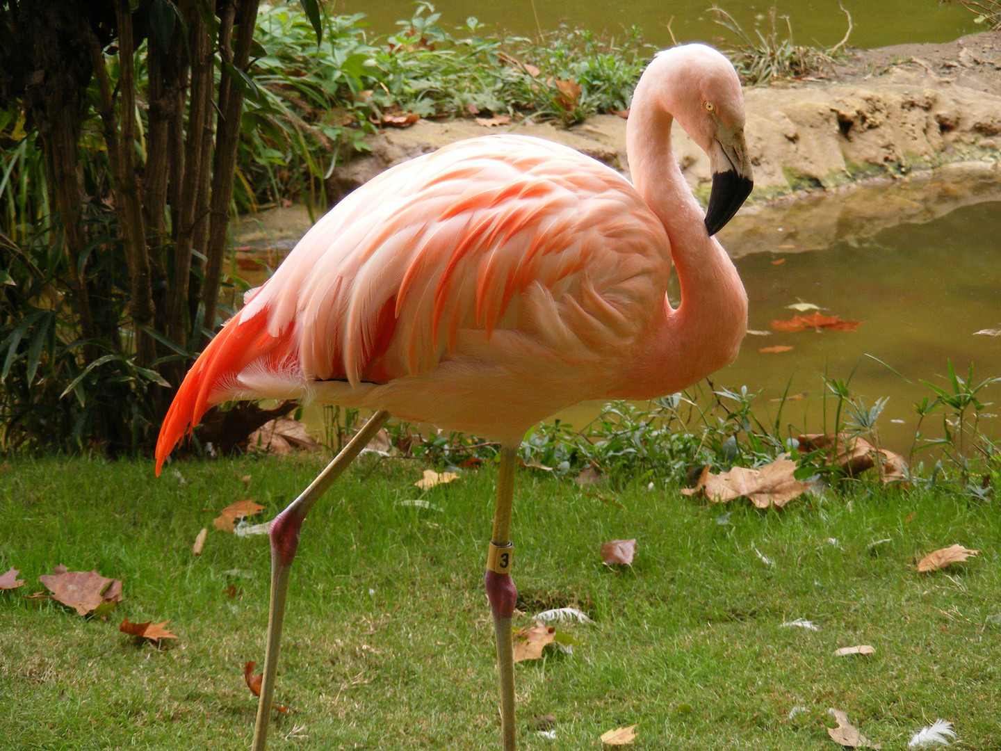 Flamingo #3