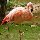 Flamingo #3