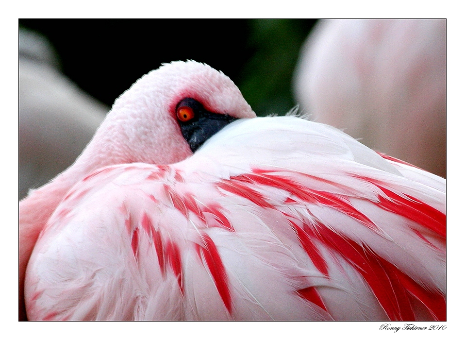 Flamingo 3