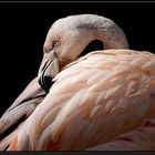 Flamingo 3 (Reloaded)