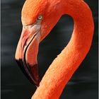 ~ Flamingo ~