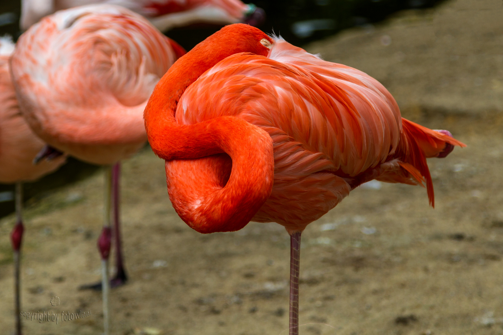 Flamingo