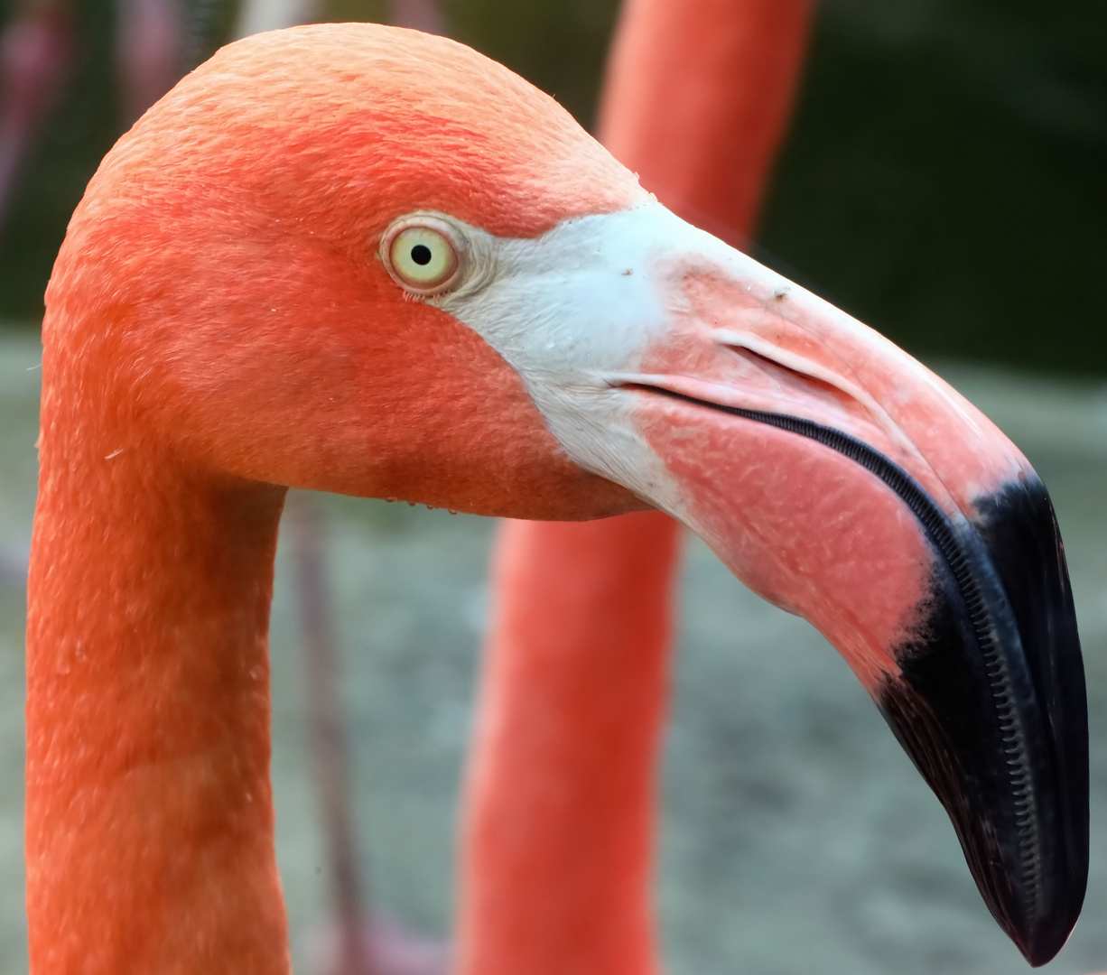 Flamingo