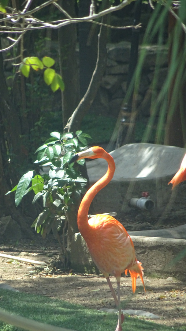 Flamingo