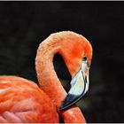Flamingo - 3342